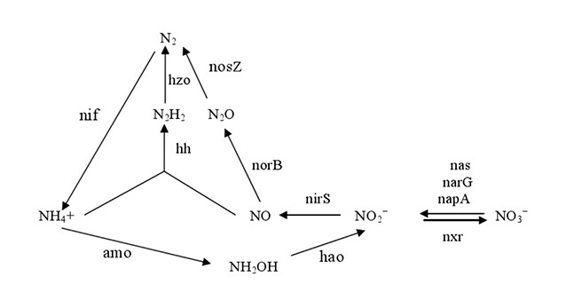 短程脱氮工艺原理、调控策略和研究进展