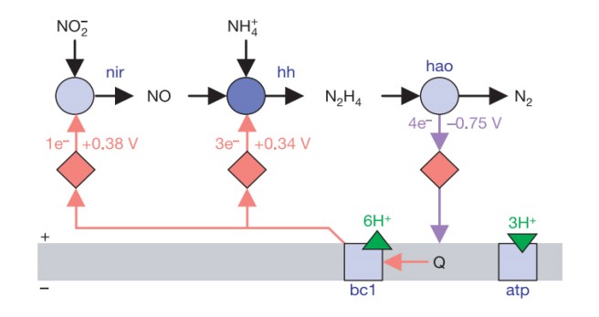 厌氧氨氧化脱氮技术起源与反应机理